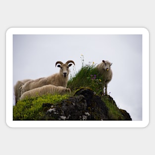 Icelandic Sheep Sticker